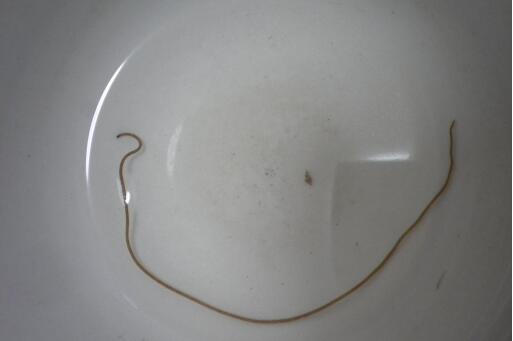 铁线虫长什么样子?会进人身体里吗?有什么症状?有天敌吗?