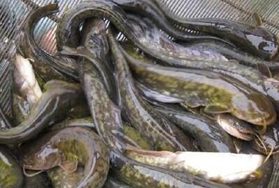 脊索动物门鲶鱼吃什么长大的多少钱一斤养一亩大约赚多少钱