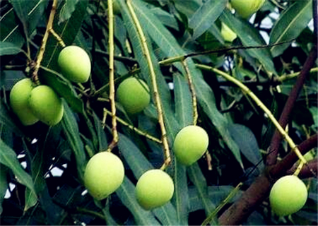 扁桃树的果子图片