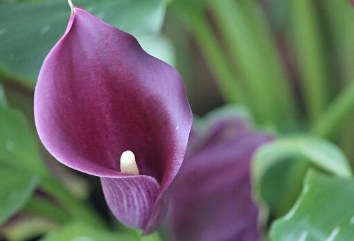 "天南星科"马蹄莲怎么养?有毒吗?不开花的原因有哪些?