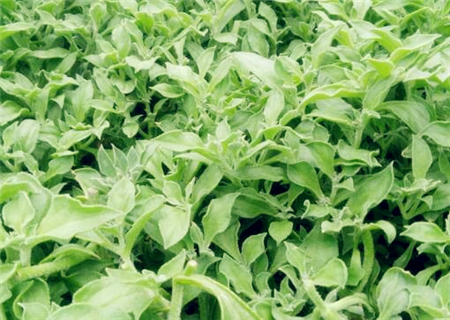 现在冰草价格多少钱一斤?什么时候播种最好?怎么种植?