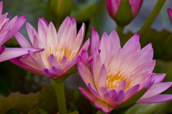 越南国花荷花种子价格大约多少钱一斤?什么时候种植,开花?怎么种?