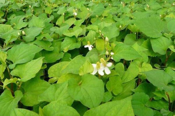 種植經驗:魚腥草高產人工栽培技術有哪些?附功效與作用