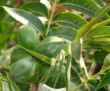 碧根果種植項目