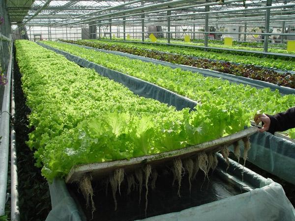 蔬菜无土栽培种植项目 土流网