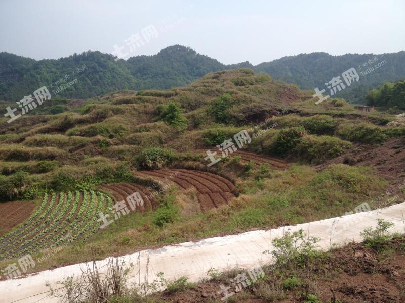 贛州石城1000畝優質山林轉讓