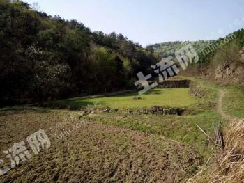 湖北宜昌当阳育溪镇200亩山林68万出售