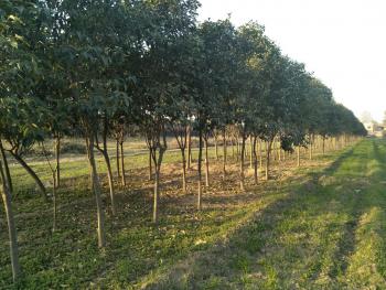 西安市民政局 西安市财政局 关于印发《西安市